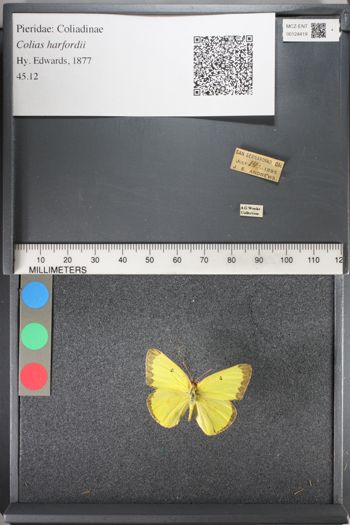 Media type: image;   Entomology 124419